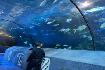 Discover the Wonders of the Pacific Underwater World in Beijing’s Haidian District